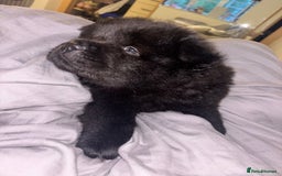 Chow Chow dogs for sale: Merle Chow Chow Pups 🐻 - Image 36