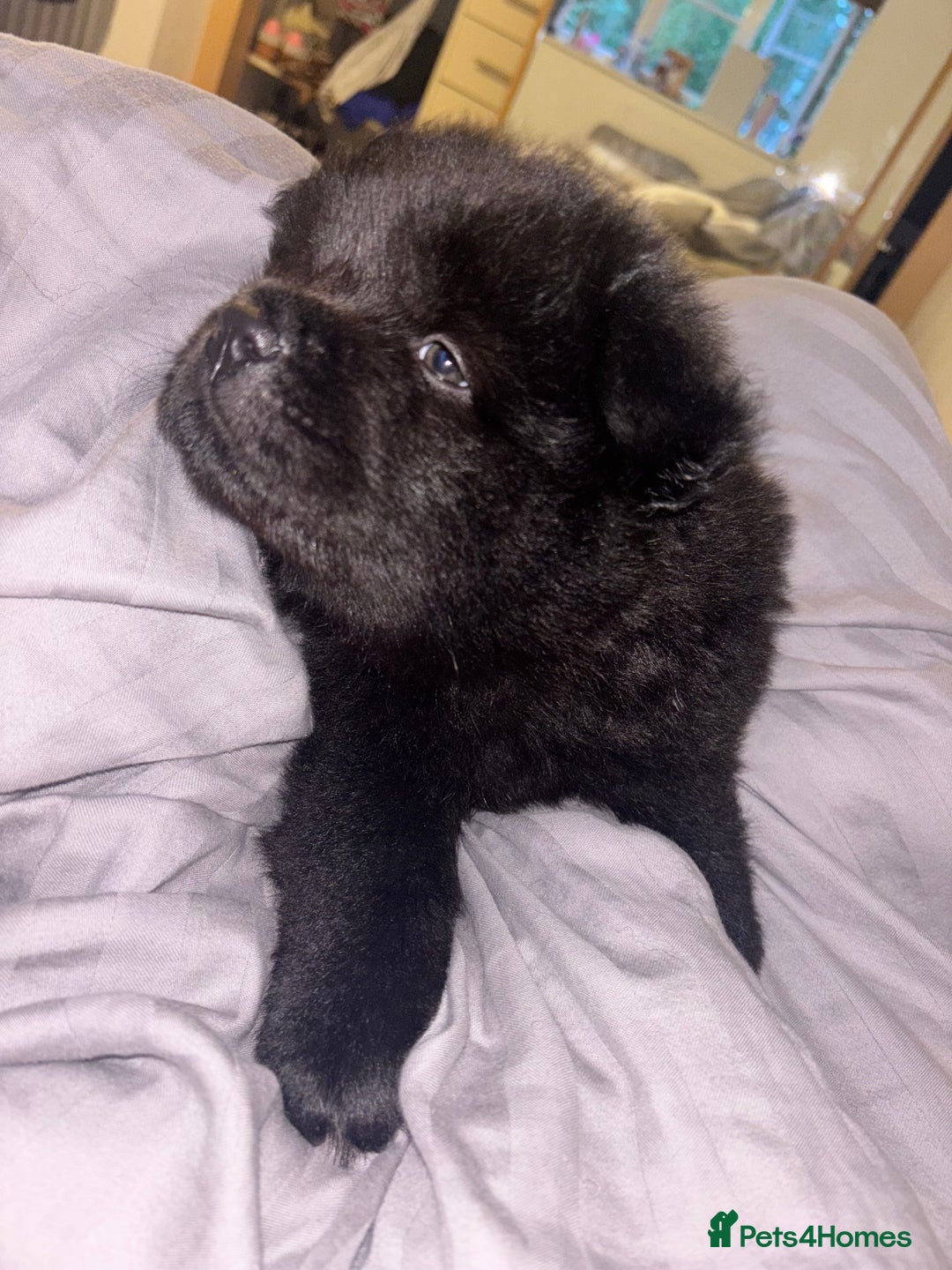 Chow Chow dogs for sale: Merle Chow Chow Pups 🐻 - Image 36