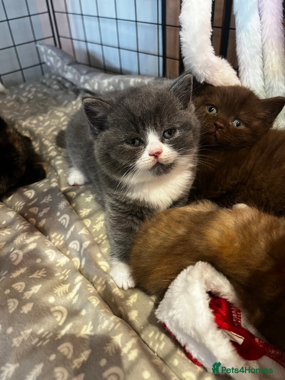 British Shorthair cats for sale: 🏆 Beautiful litter british shorthair babies 🥇  - Advert 4