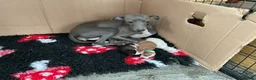 Italian Greyhound dogs for sale: Gorgeous Italian greyhound puppies  - Advert 1