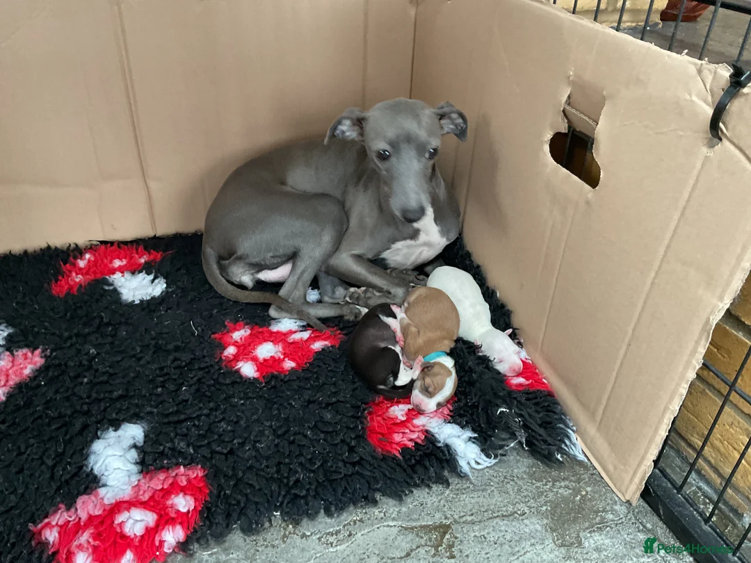 Italian Greyhound dogs for sale: Gorgeous Italian greyhound puppies  - Advert 1