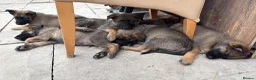 Mixed Breed dogs for sale: Malanois X - Advert 2