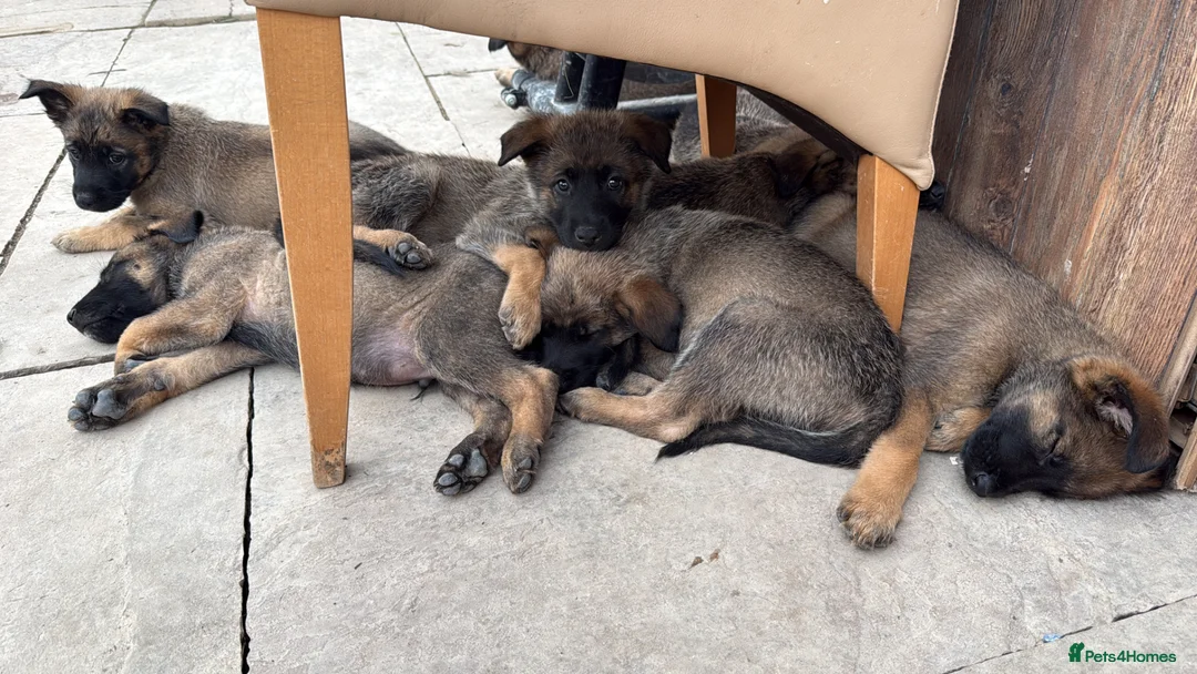 Mixed Breed dogs for sale: Malanois X - Advert 2