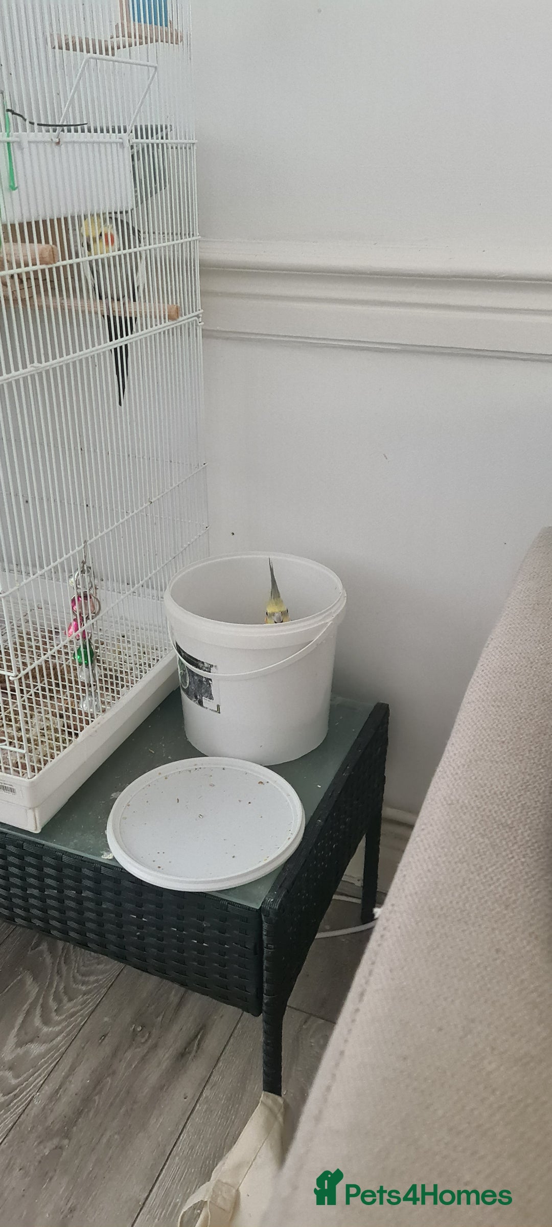 Cockatiels birds for sale: Hand feed couple  - Image 2