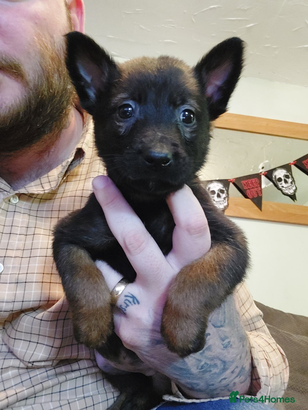 Black Belgian Belgian Malinois Puppies For Adoption Belgian