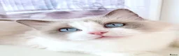 Ragdoll cats for sale: INDOOR FULL PEDIGREE 4 YEARS RAGDOLL FEMALE CAT - Advert 14