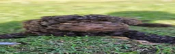 Toy Poodle dogs for sale: KC REG CHOCOLATE TOY POODLE PUPPYS  - Advert 7