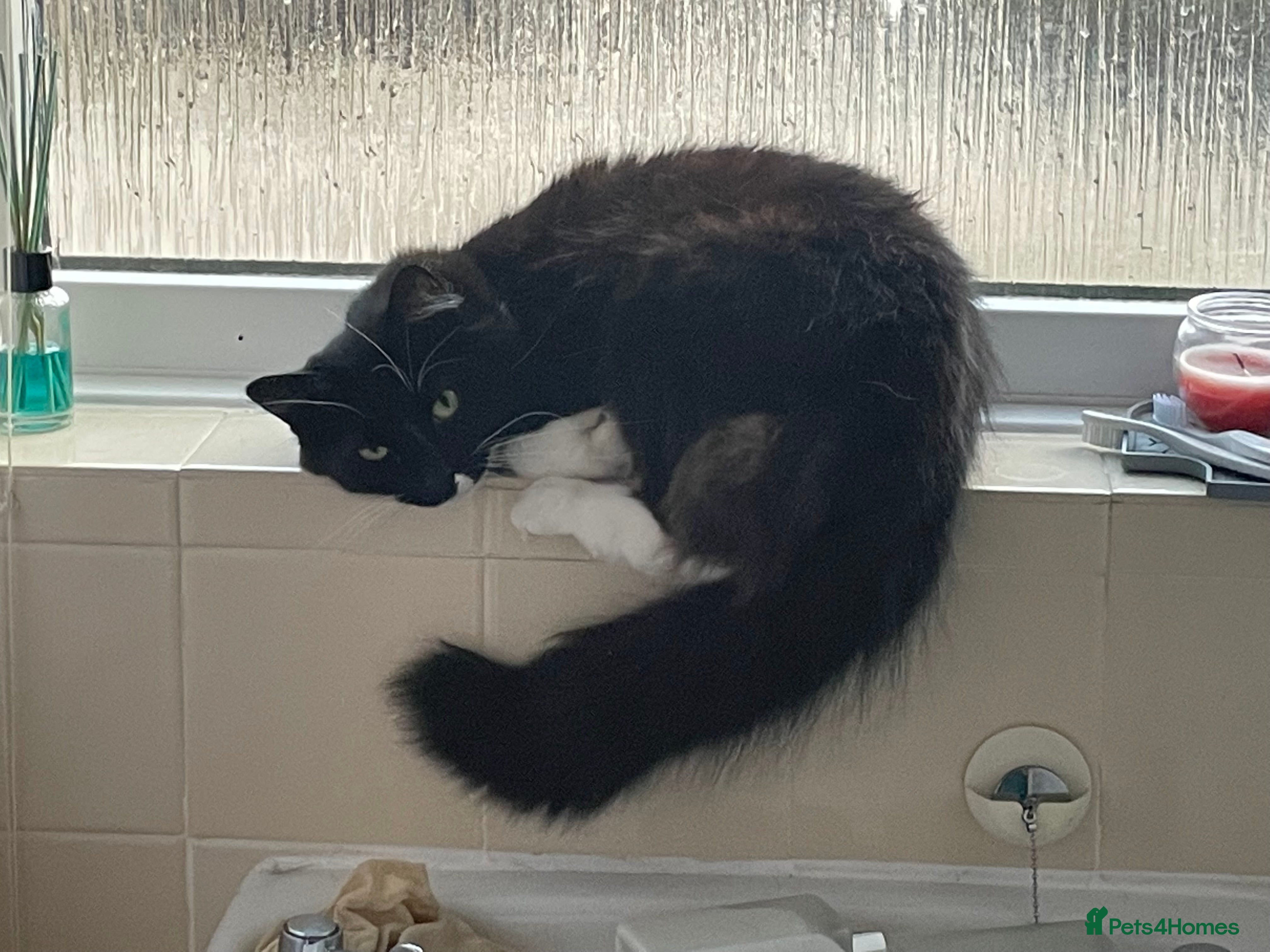 Mixed Breed cats Oreo  - Advert 11