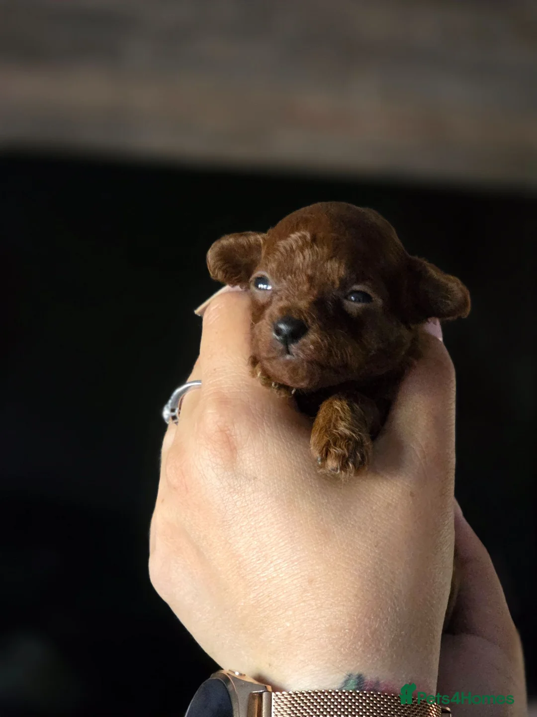 Toy Poodle dogs for sale: Asian toy poodle  in Hull - Advert 2