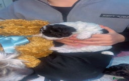 Jackapoo dogs for sale:  Ready on the 18th of December 3 jackapoo puppy’s - Advert 12