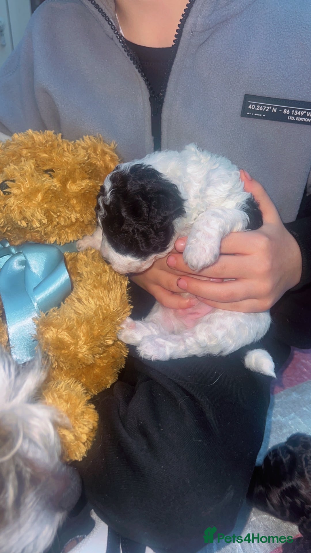 Jackapoo dogs for sale:  Ready on the 18th of December 3 jackapoo puppy’s - Advert 12