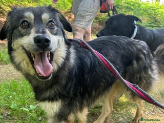 Mixed Breed dogs Cherish - Norwich Norfolk - Advert 8