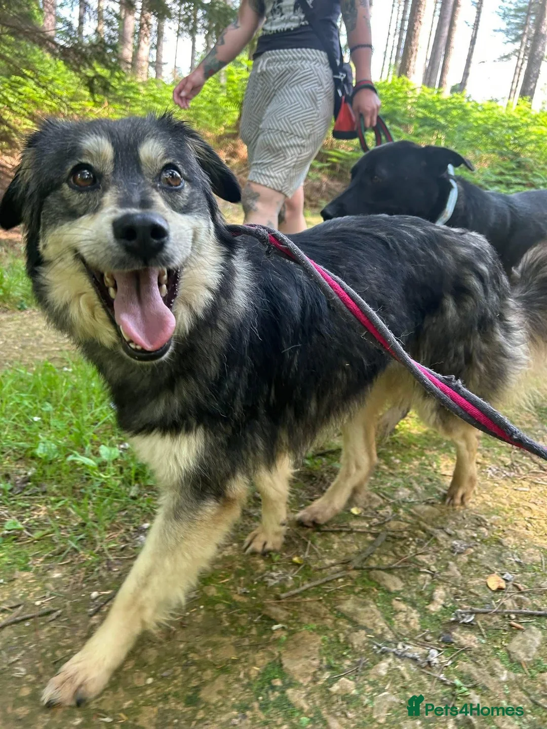 Mixed Breed dogs for adoption: Cherish - Norwich Norfolk  - Advert 1