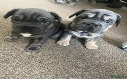 French Bulldog dogs for sale: Only 3 boys left, 5⭐️KC frenchies carrying fluffy  - Image 19