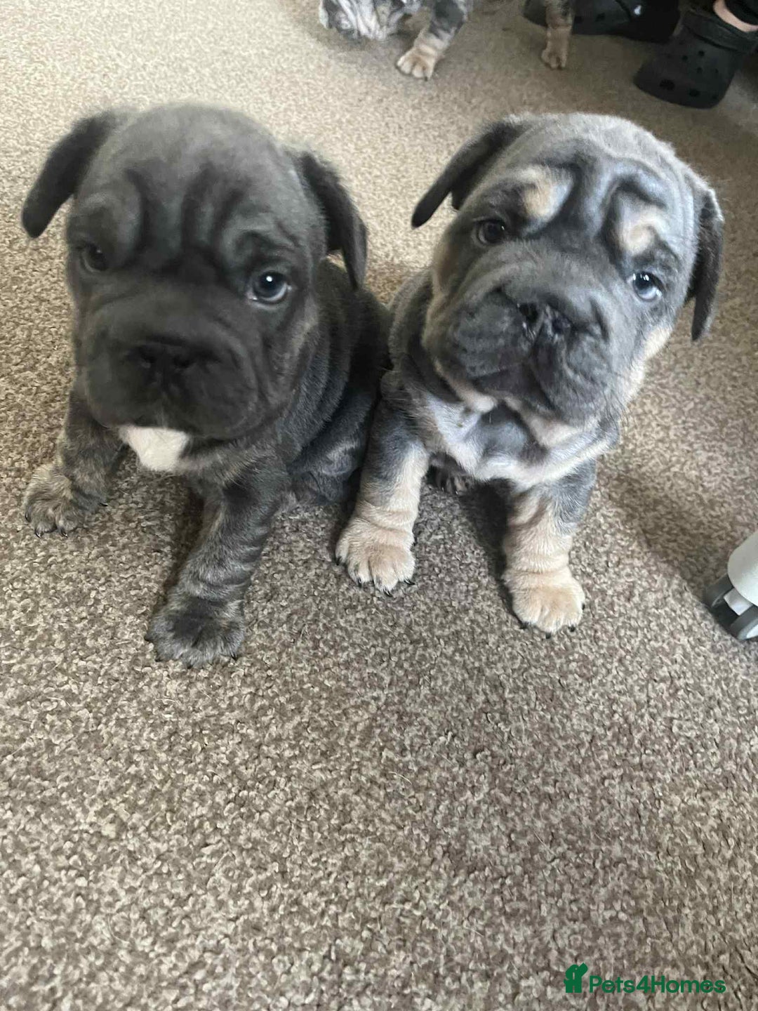 French Bulldog dogs for sale: Only 3 boys left, 5⭐️KC frenchies carrying fluffy  - Image 19