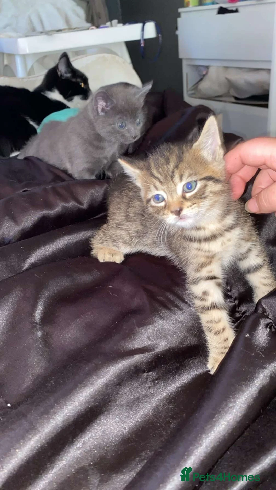 Mixed Breed cats for sale: 1 pretty tabby male kitten ready to leave!🥰🥰 - Advert 3