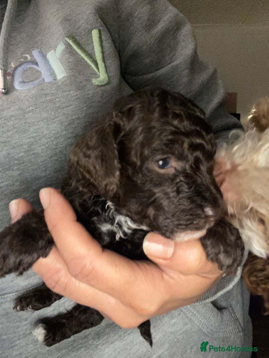 Miniature Poodle dogs for sale: Beautiful Miniature/Toy poodles  - Advert 39