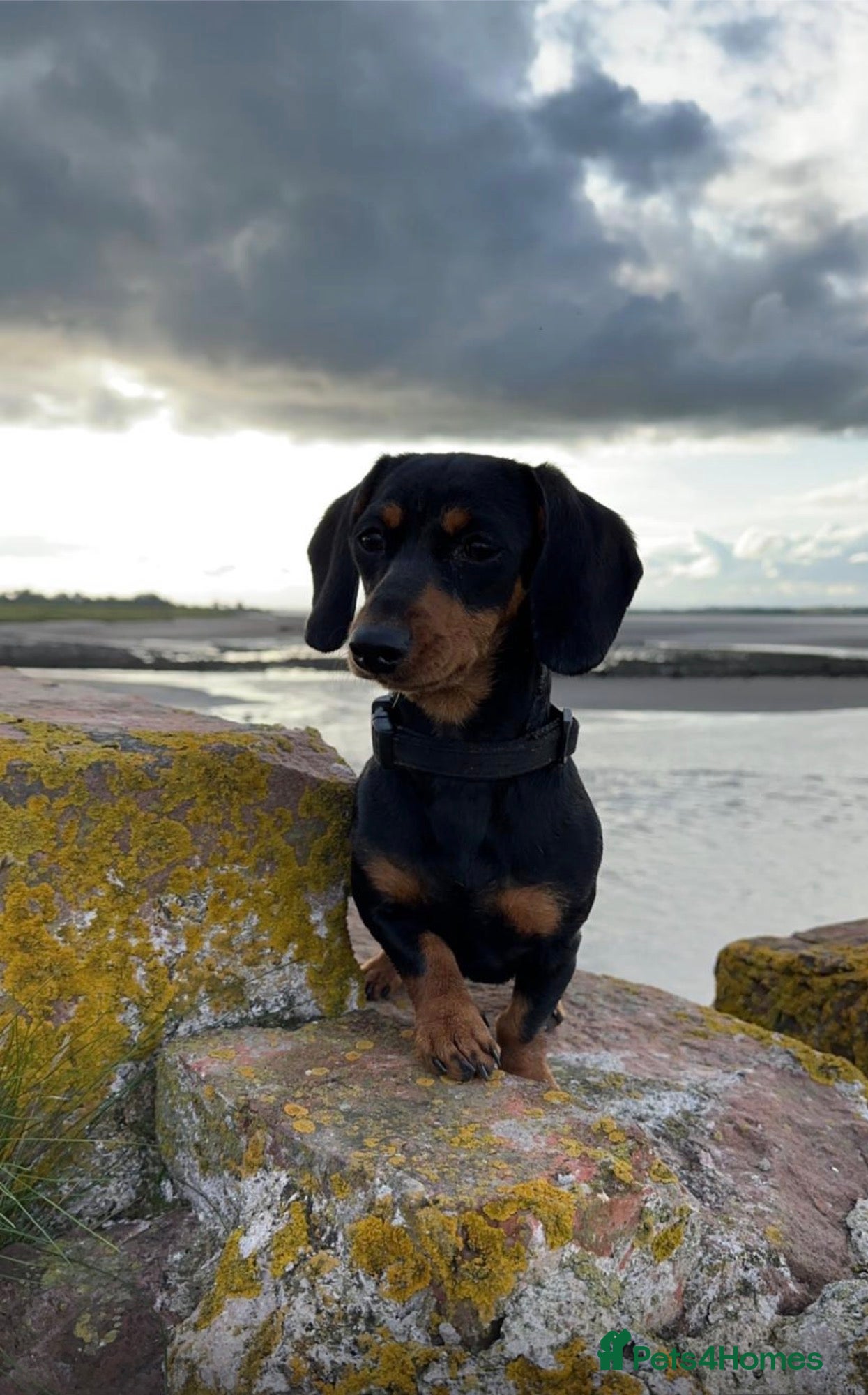 Miniature Dachshund dogs Miniature dachshund - Advert 1