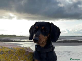 Miniature Dachshund dogs Miniature dachshund - Advert 1