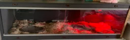 Corn Snake reptiles for sale: Corn snake unsexed super friendly  - Advert 2