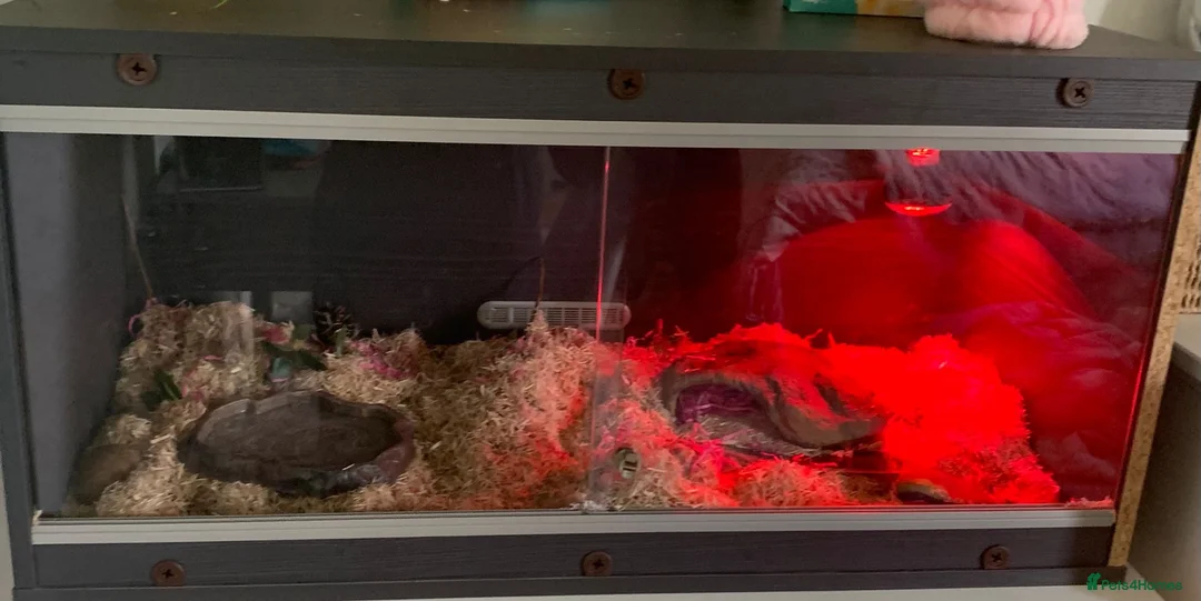 Corn Snake reptiles for sale: Corn snake unsexed super friendly  - Advert 2