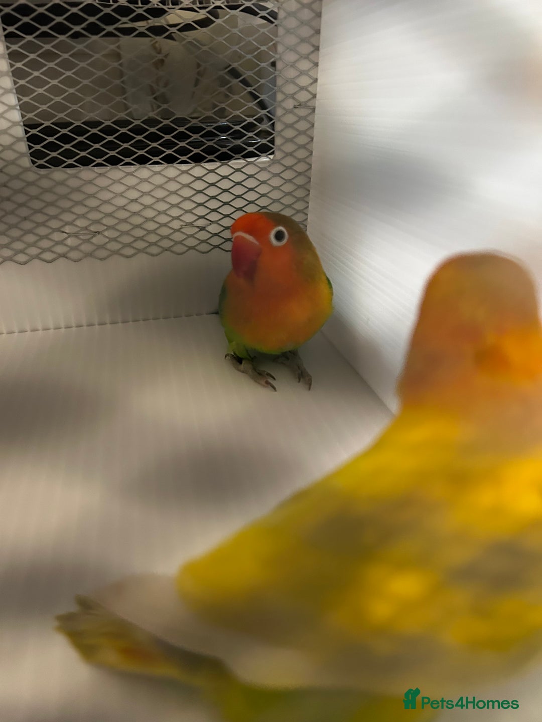 Lovebirds birds for sale: Various Baby Fishers Lovebirds - Image 7