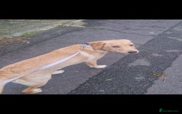 Labrador Retriever dogs for sale: Dottie needs a loving home  - Image 2