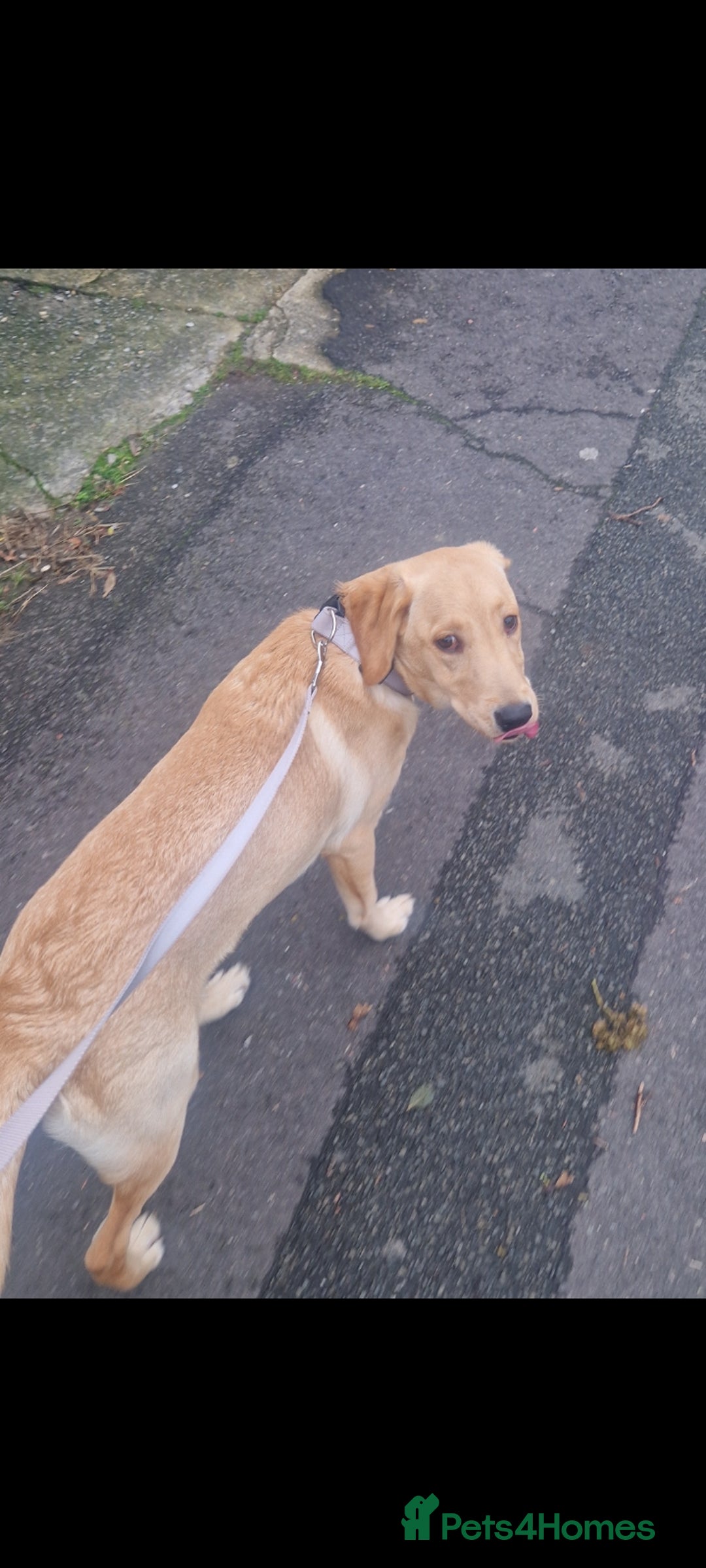 Labrador Retriever dogs for sale: Dottie needs a loving home  - Image 2