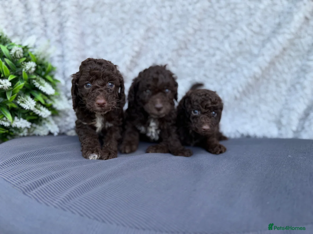 Cockapoo dogs for sale: Stunning cockapoos - Advert 5