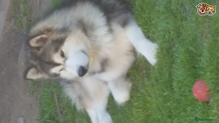 Alaskan Malamute dogs kc alaskan malamute stud dog(imp russia) in Liverpool - Advert 1