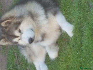 Alaskan Malamute dogs in Liverpool - Advert 2