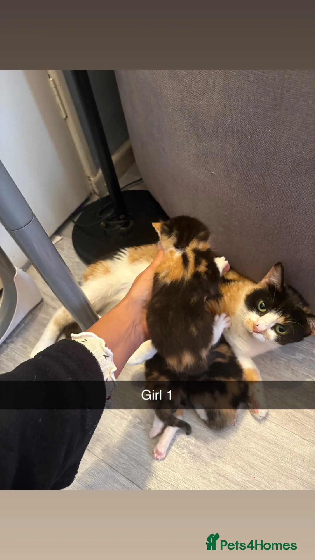 British Shorthair cats for sale: 3 Calico Kittens - Advert 2