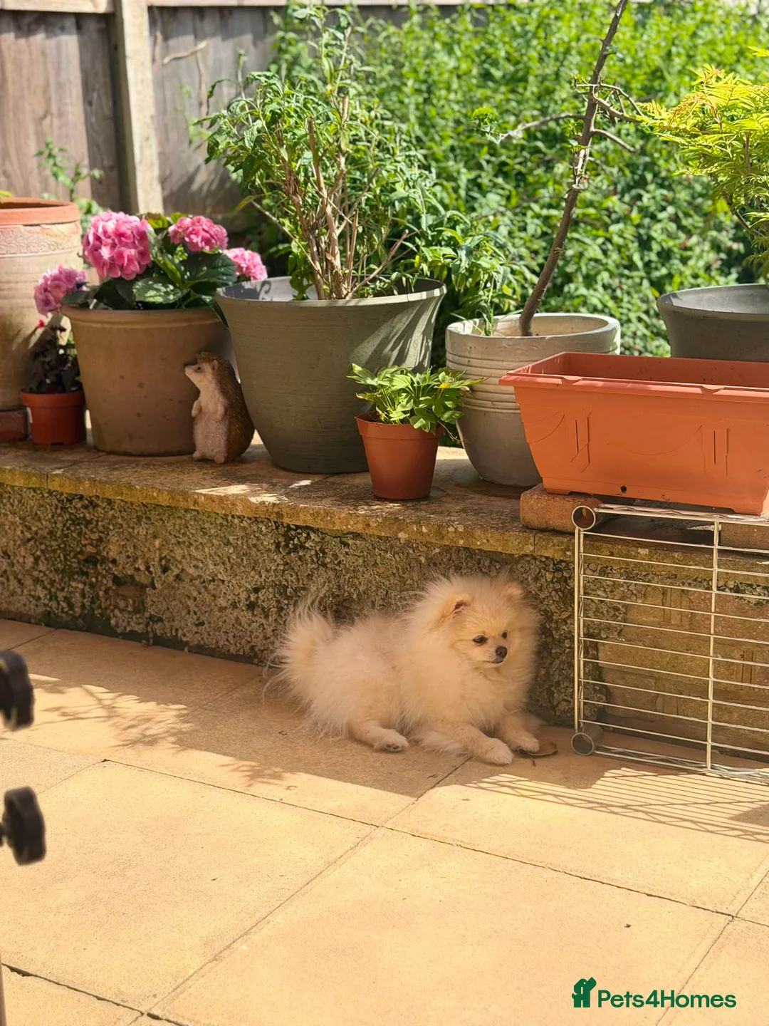 Pomeranian dogs for sale: Boy puppy  in Potters Bar - Advert 2