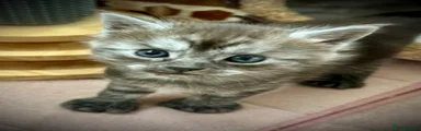 Smudge