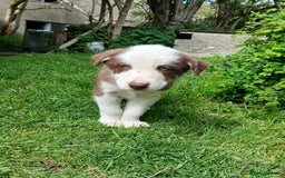 Border Collie dogs for sale: 5 border collie puppies for sale in Builth Wells - Image 5