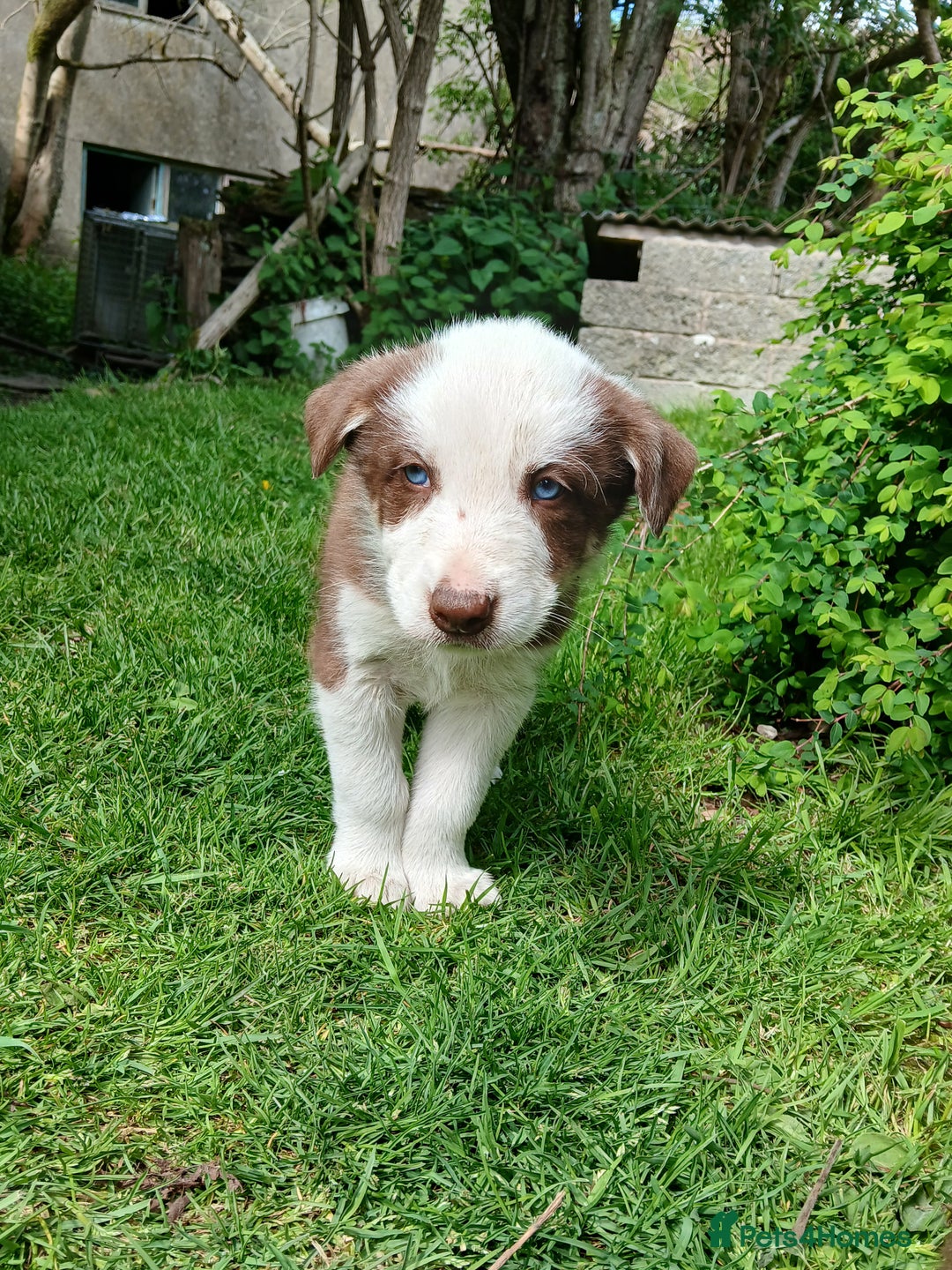 Border Collie dogs for sale: 5 border collie puppies for sale in Builth Wells - Image 5
