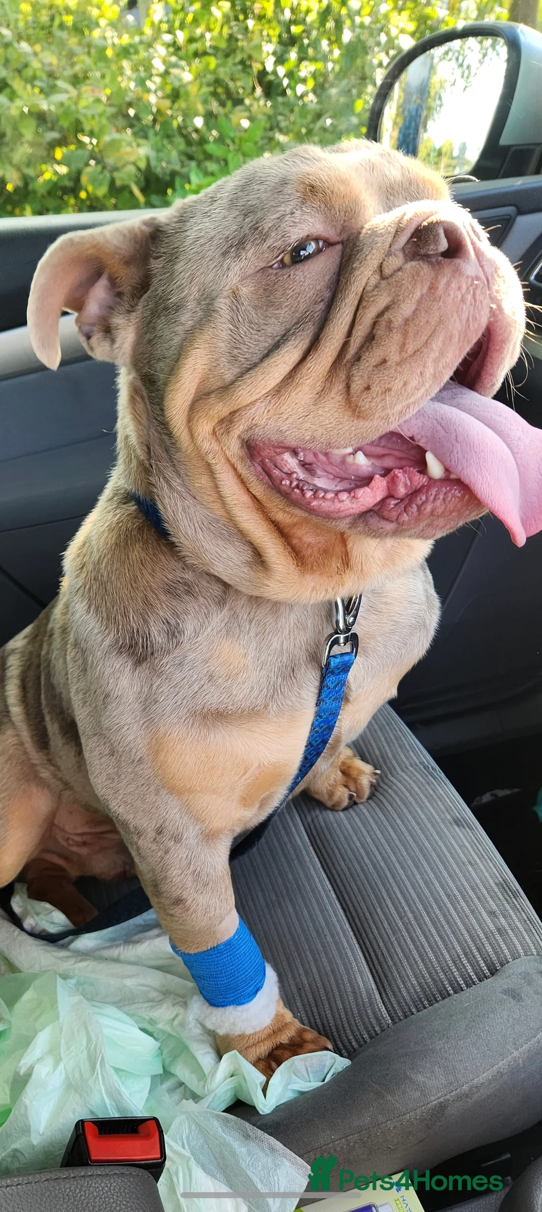 English Bulldog dogs for sale: English bulldog - Advert 5