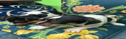 Jack Russell dogs for sale: Jack russel puppies - Advert 11