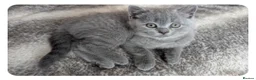 British Shorthair cats for sale: 2 Boys - pureBSH Both parents pedigrees Ready now  - Advert 18
