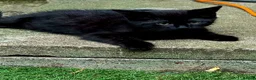 Mixed Breed cats for sale: 2 month kittens in Milton Keynes - Advert 8