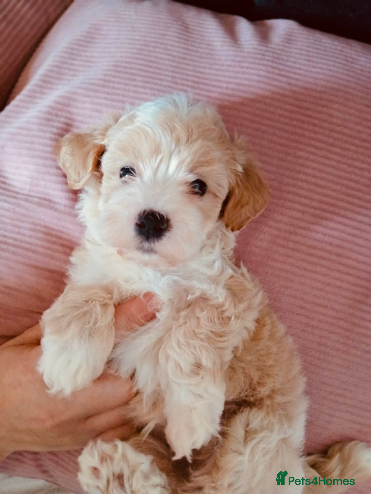 Maltipoo dogs Beautiful Maltipoo puppies for sale 🐶❤️ - Advert 11