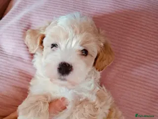 Maltipoo dogs Beautiful Maltipoo puppies for sale 🐶❤️ - Advert 1