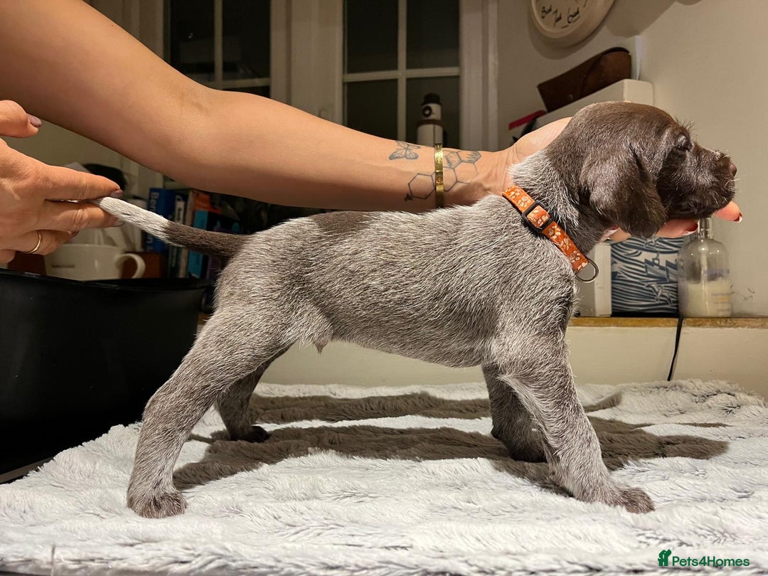 German Wirehaired Pointer dogs for sale: German Wirehaired Pointer pups - ready soon! - Advert 13