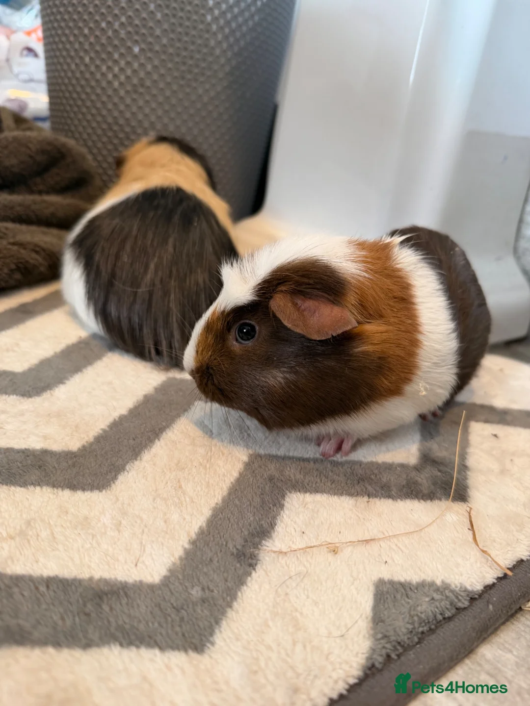 Guinea Pig rodents for sale: 3 female pigs  - Advert 1