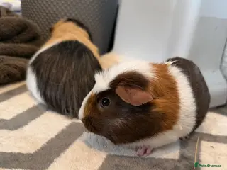 Guinea Pig rodents 3 female pigs - Advert 14
