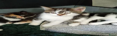 Domestic Shorthair 1