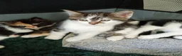 Domestic Shorthair cats for sale: Stunning litter of 4 - Advert 2