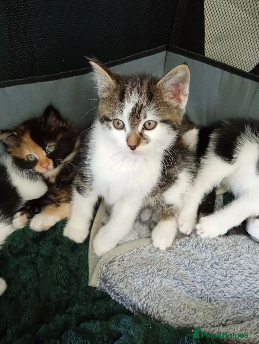 Domestic Shorthair cats for sale: Stunning litter of 4 - Advert 2