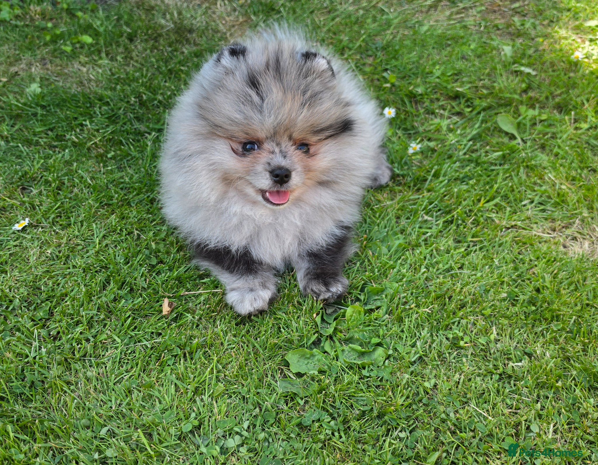 Pomeranian dogs for sale: Pomeranian puppies home raised  - Advert 4