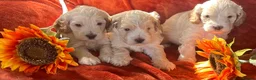 Cockapoo dogs for sale: 6 Stunning F1 Cockapoos - Advert 3